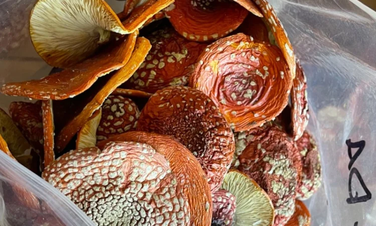 Сушені мухомори, 1-й сорт - фото № 2