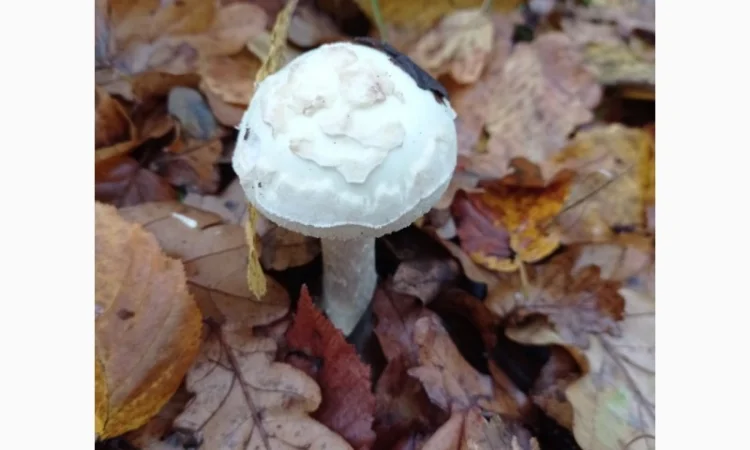 Бліда поганка сушена / Бледная поганка сушеная - фото № 1