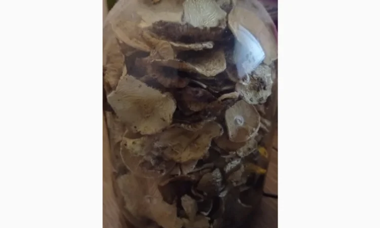 Бліда поганка сушена / Бледная поганка сушеная - фото № 2