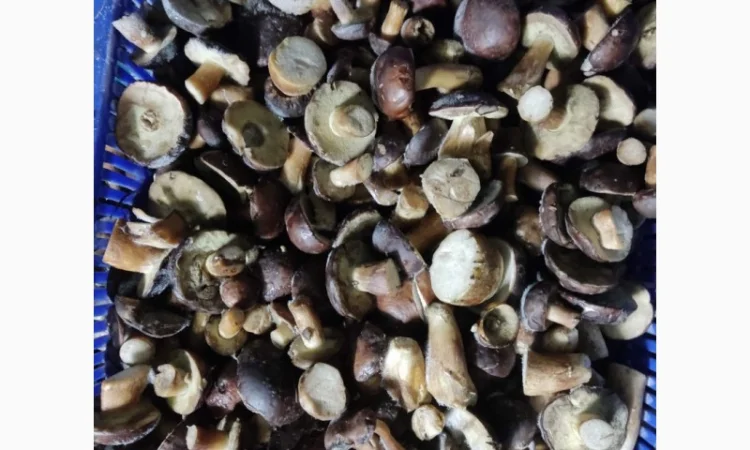 Продам заморожені польські гриби - фото № 2