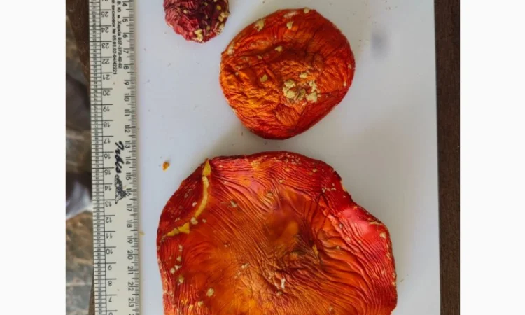 Куплю червоні мухомори мікс 1-2 сорт - фото № 1