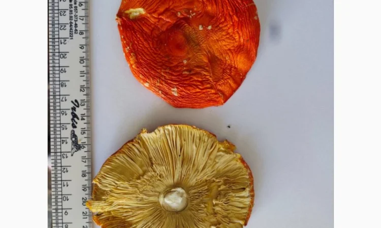 Куплю червоні мухомори мікс 1-2 сорт - фото № 2