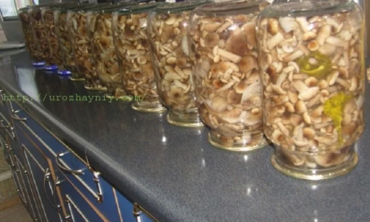 Продам мариновані маслята, опята, білий гриб, сироїжки - фото № 1