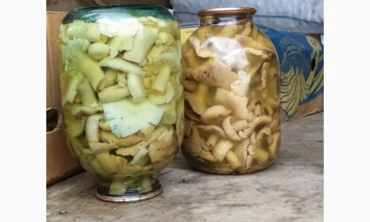 Продам мариновані маслята, опята, білий гриб, сироїжки - фото № 3