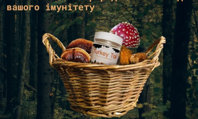 Гриб Траметес різнокольоровий (Trametes versicolor) - фото № 1