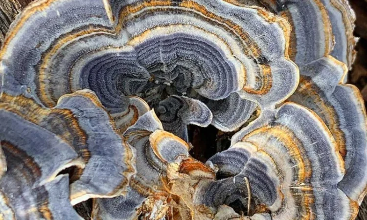 Гриб Траметес різнокольоровий (Trametes versicolor) - фото № 2