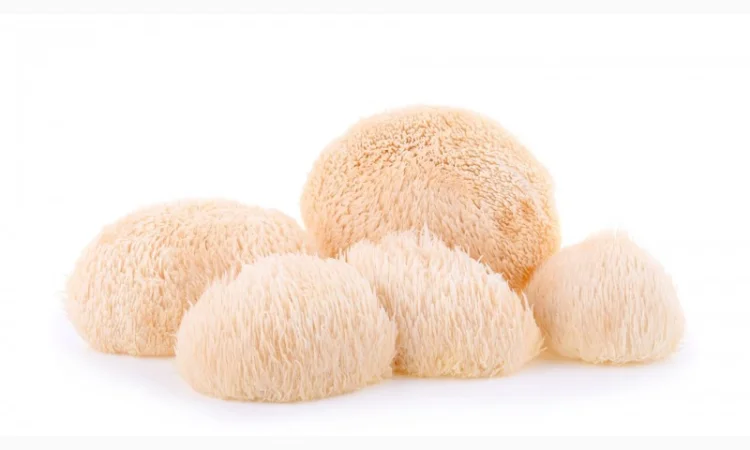 Ежовик гребенчатый для здоровья - фото № 1