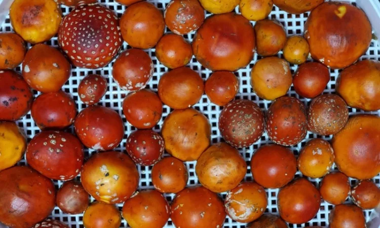 Сушені мухомори капелюшки вищого сорту - фото № 1