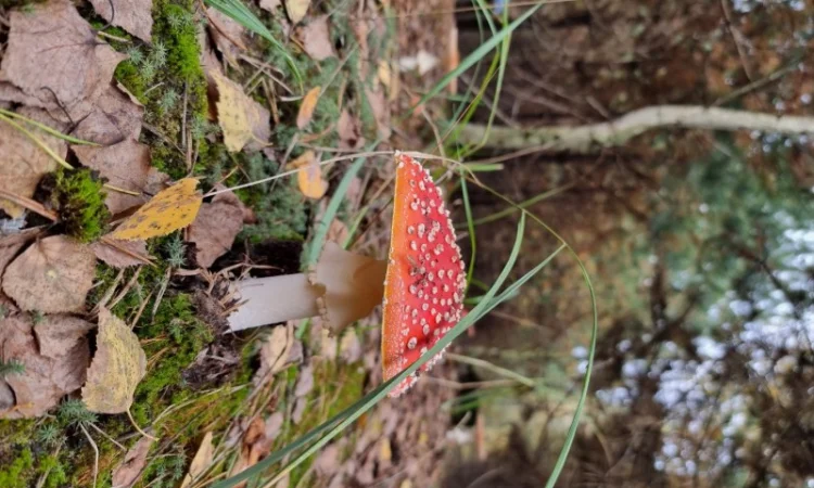 Сушені мухомори капелюшки вищого сорту - фото № 2