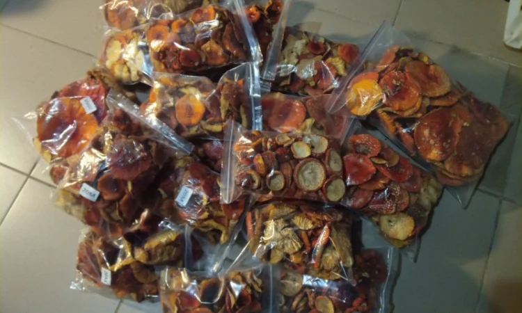 Продам мухомор червоний нерозкритий - фото № 1