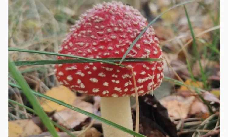 Мухомор червоний сушений на продаж - фото № 1