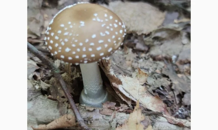 Продаю мухомори ПАНТЕРНІ - фото № 1