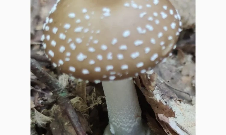 Продаю мухомори ПАНТЕРНІ - фото № 2