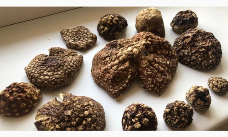 Мухомор Королевский - фото № 1