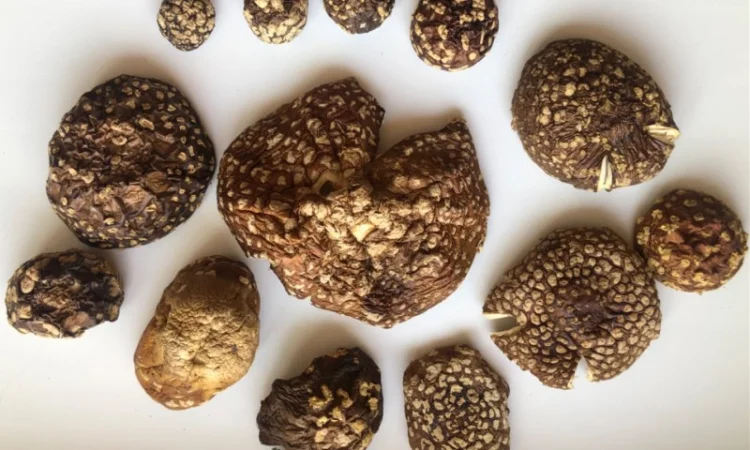 Мухомор Королевский - фото № 4