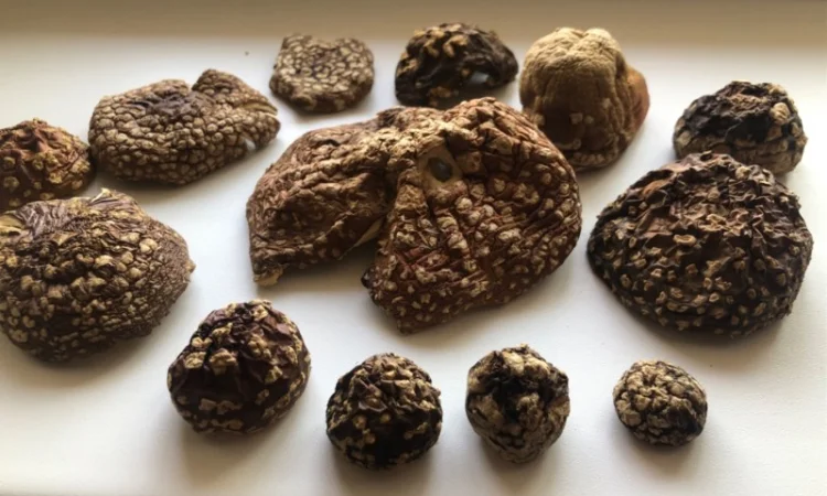 Мухомор Королевский - фото № 5