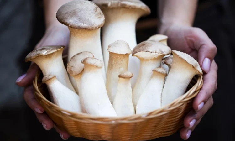 Свежие грибы Еринги - фото № 2