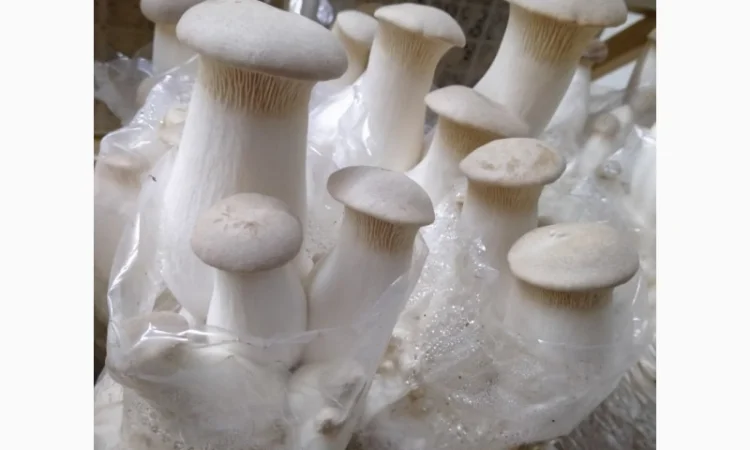 Свежие грибы Еринги - фото № 1