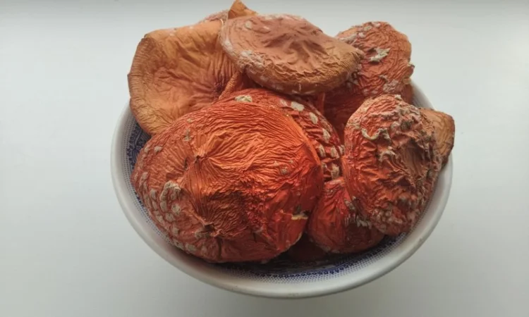 Красный мухомор, Веселка - фото № 1