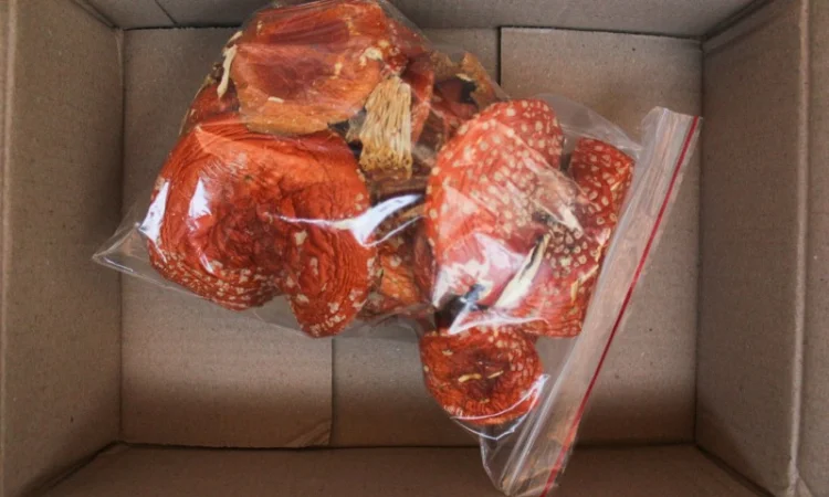 Мухомор Червоний Amanita muscaria, висушений - фото № 3