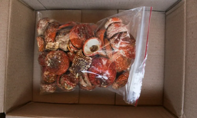 Мухомор Червоний Нерозкриті Капелюшки у вакуумній упаковці - фото № 2