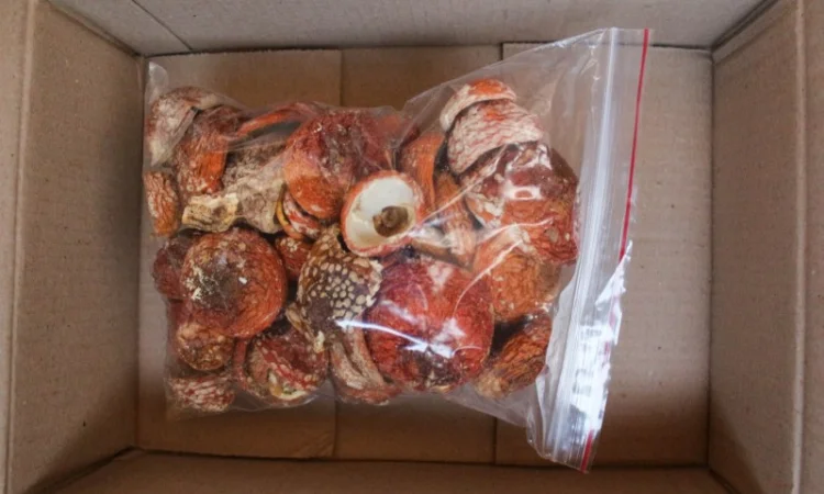 Мухомор Червоний Нерозкриті Капелюшки у вакуумній упаковці - фото № 3