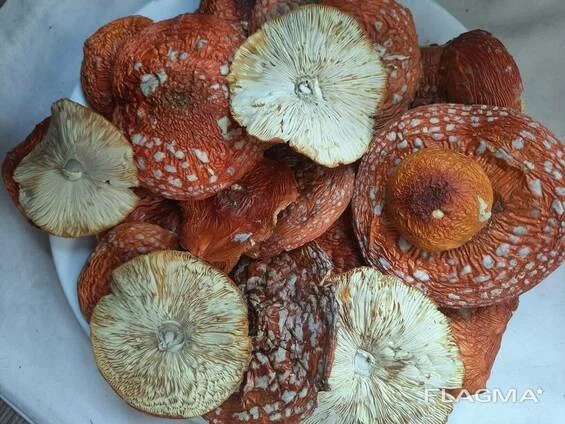 Продажа мухомора червоного оптом - фото № 1