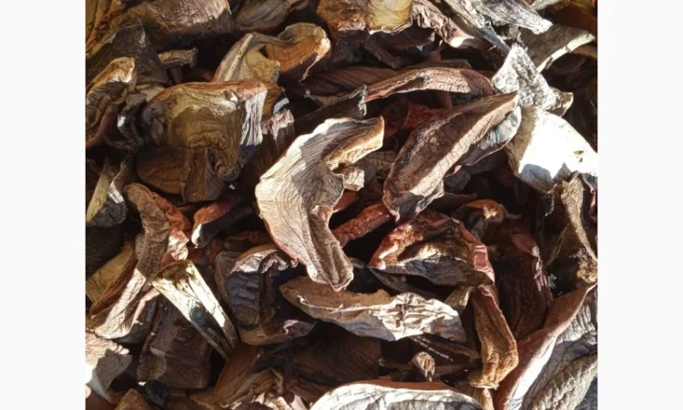 Сухие лесные грибы из Закарпатя подосиновик подберезовик цены указаны за 1 кг - фото № 1