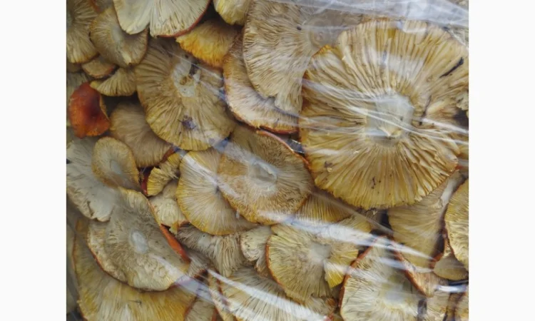 Сушений червоний мухомор 40 кг - фото № 2