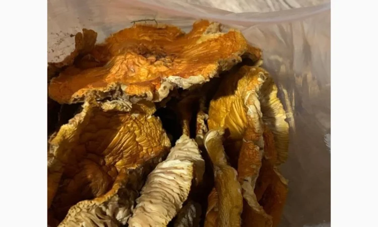 Сушені мухомори сушена шапочка мухомора - фото № 1