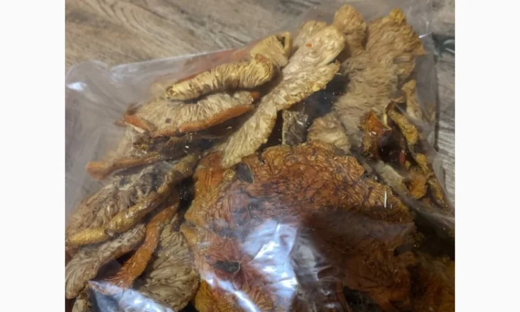 Сушені мухомори сушена шапочка мухомора - фото № 2