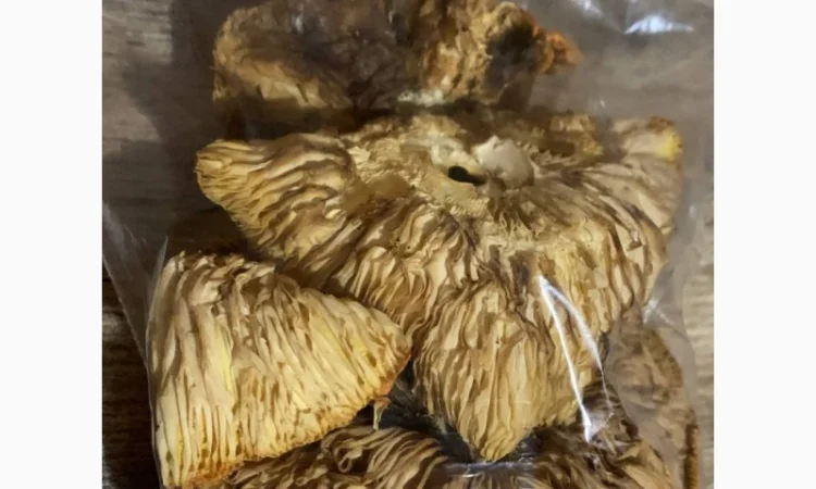 Сушені мухомори 4-го сорту на продаж - фото № 2