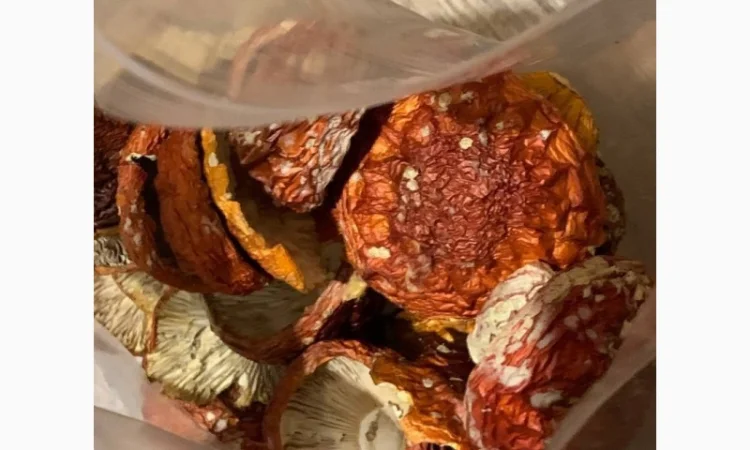 Сушеные красные мухоморы 1 сорт, продажа от 50 грамм - фото № 2