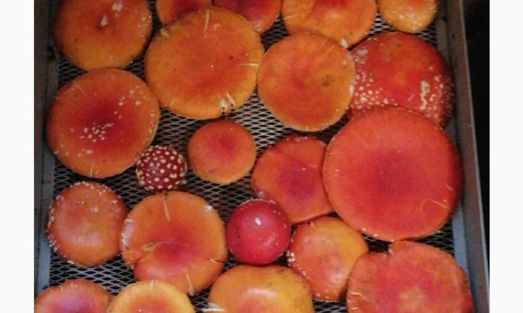 Сушені шляпки мухомора червоного (Amanita Muscaria) на продаж - фото № 1