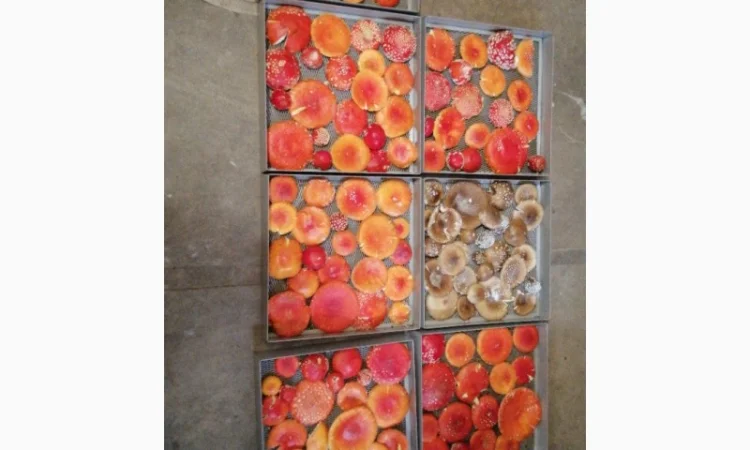 Сушені шляпки мухомора червоного (Amanita Muscaria) на продаж - фото № 3