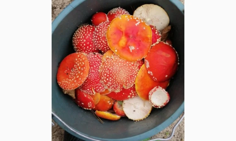 Сушені шляпки мухомора червоного (Amanita Muscaria) на продаж - фото № 4