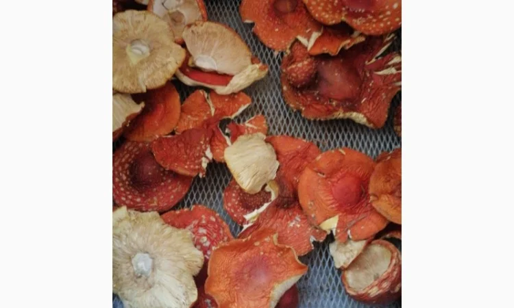 Сушені шляпки мухомора червоного (Amanita Muscaria) на продаж - фото № 6