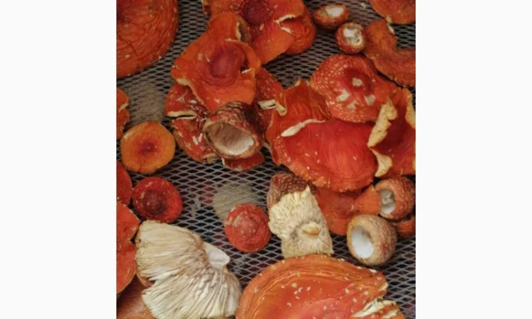 Сушені шляпки мухомора червоного (Amanita Muscaria) на продаж - фото № 7