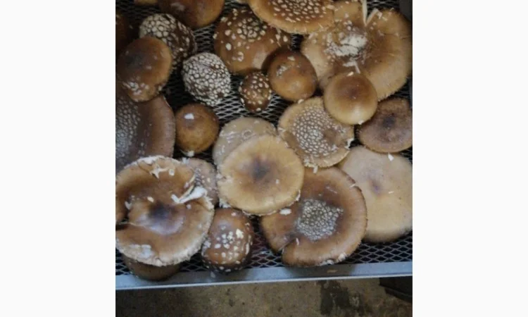 Продаю сушений мухомор пантерний - фото № 1