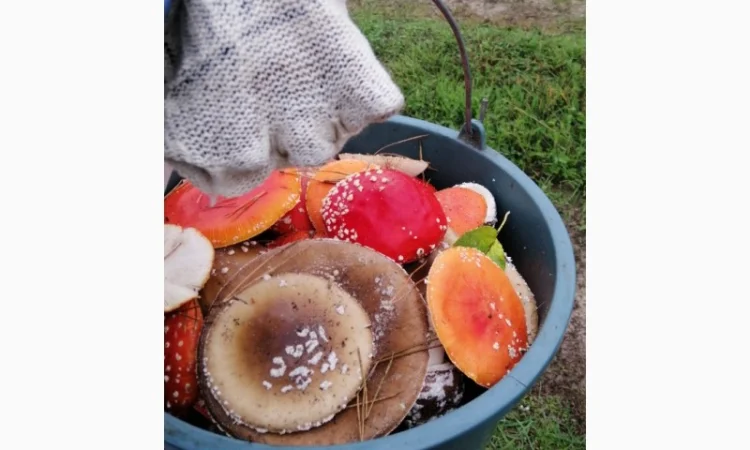 Продаю сушений мухомор пантерний - фото № 2