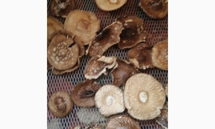 Продаю сушений мухомор пантерний - фото № 4