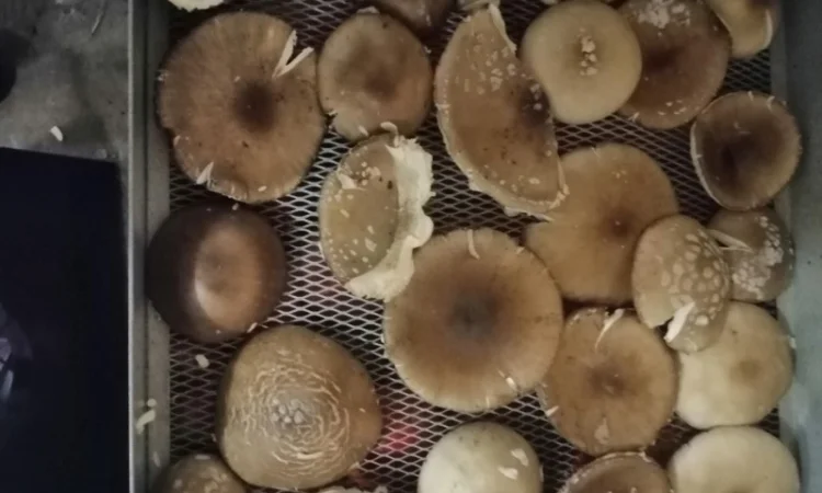 Продаю сушений мухомор пантерний - фото № 5