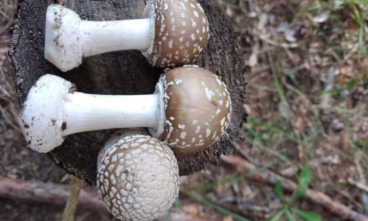 Закупка пантерного гриба - фото № 1