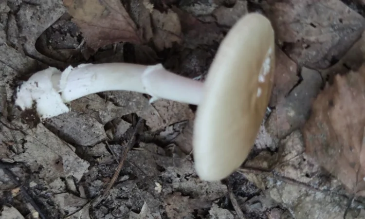 Закупка пантерного гриба - фото № 2