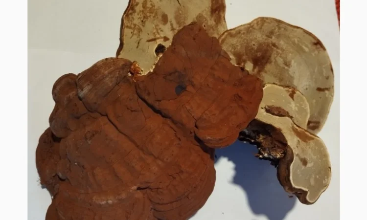 Продам трутовик плоский (художника) - фото № 1