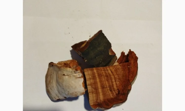 Продам трутовик справжній - фото № 1