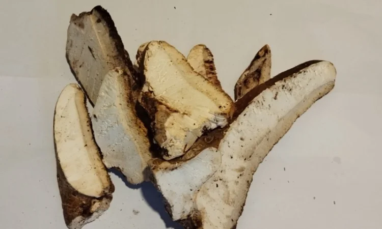 Продам трутовик березова губка - фото № 1