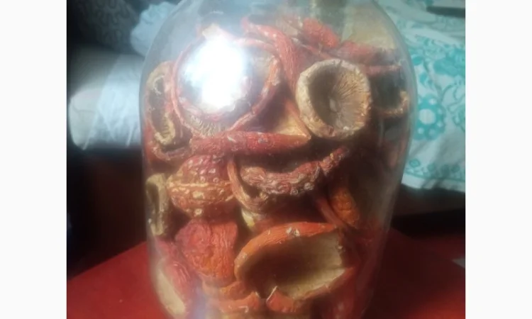 Мухомор червоний сушений на продаж - фото № 1