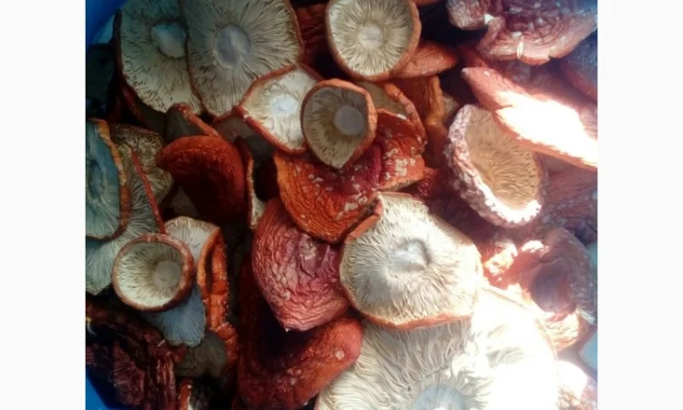 Продам шляпки красного мухомора(сухие) - фото № 1