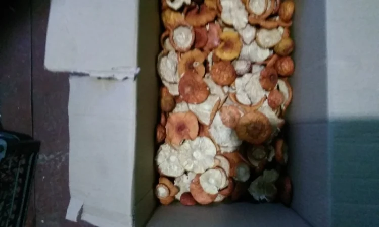 Продам шляпки красного мухомора(сухие) - фото № 5